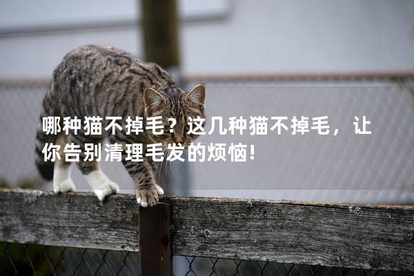 哪种猫不掉毛?这几种猫不掉毛,让你告别清理毛发的烦恼! 哪种猫不掉毛?这几种猫不掉毛,让你告别清理毛发的烦恼!