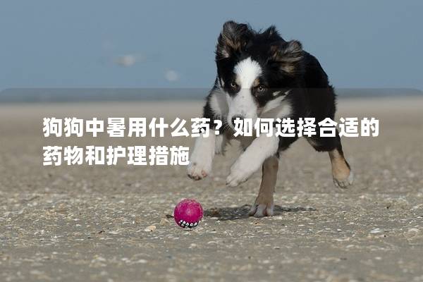 狗狗中暑用什么药？如何选择合适的药物和护理措施