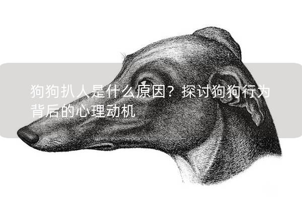 狗狗扒人是什么原因？探讨狗狗行为背后的心理动机