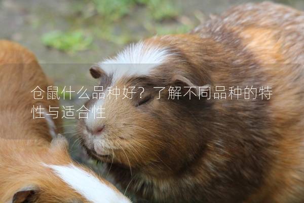 仓鼠什么品种好？了解不同品种的特性与适合性