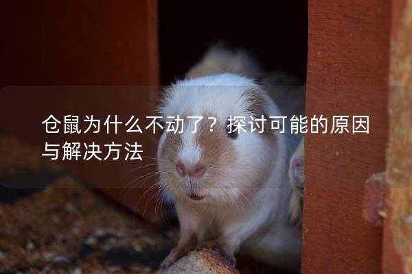 仓鼠为什么不动了?探讨可能的原因与解决方法 仓鼠为什么不动了?探讨可能的原因与解决方法