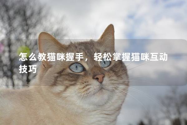 怎么教猫咪握手，轻松掌握猫咪互动技巧