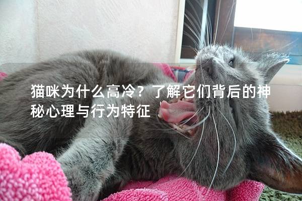猫咪为什么高冷?了解它们背后的神秘心理与行为特征 猫咪为什么高冷?了解它们背后的神秘心理与行为特征