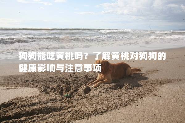 狗狗能吃黄桃吗？了解黄桃对狗狗的健康影响与注意事项