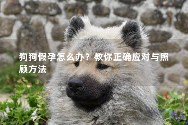 狗狗假孕怎么办?教你正确应对与照顾方法 狗狗假孕怎么办?教你正确应对与照顾方法