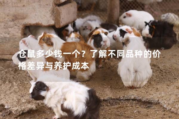 仓鼠多少钱一个？了解不同品种的价格差异与养护成本