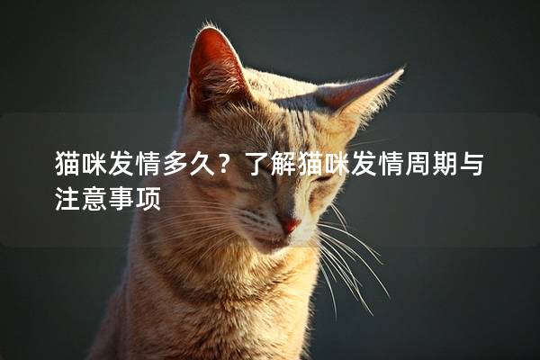 猫咪发情多久？了解猫咪发情周期与注意事项
