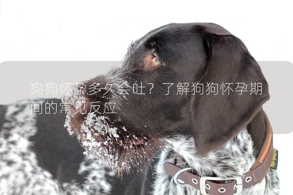 狗狗怀孕多久会吐？了解狗狗怀孕期间的常见反应