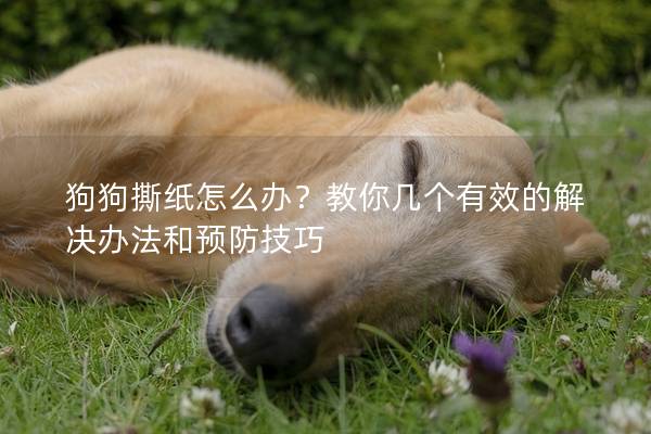 狗狗撕纸怎么办？教你几个有效的解决办法和预防技巧