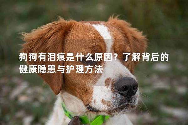 狗狗有泪痕是什么原因？了解背后的健康隐患与护理方法