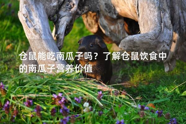仓鼠能吃南瓜子吗？了解仓鼠饮食中的南瓜子营养价值