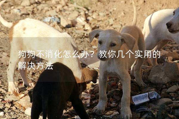 狗狗不消化怎么办？教你几个实用的解决方法