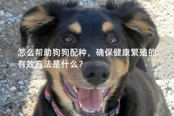 怎么帮助狗狗配种，确保健康繁殖的有效方法是什么？