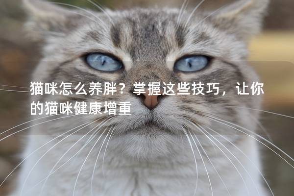 猫咪怎么养胖?掌握这些技巧,让你的猫咪健康增重 猫咪怎么养胖?掌握这些技巧,让你的猫咪健康增重