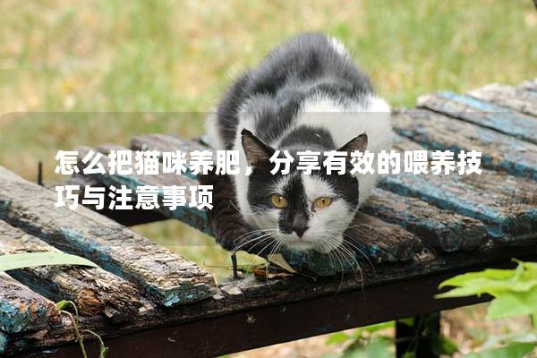 怎么把猫咪养肥，分享有效的喂养技巧与注意事项