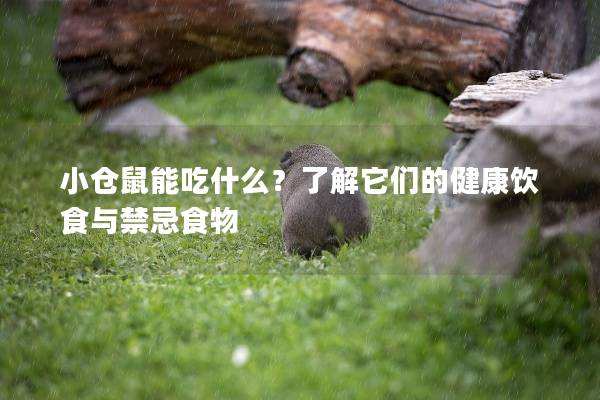小仓鼠能吃什么？了解它们的健康饮食与禁忌食物