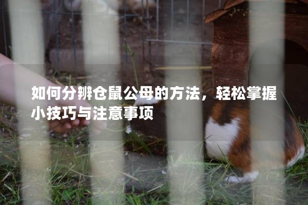 如何分辨仓鼠公母的方法，轻松掌握小技巧与注意事项