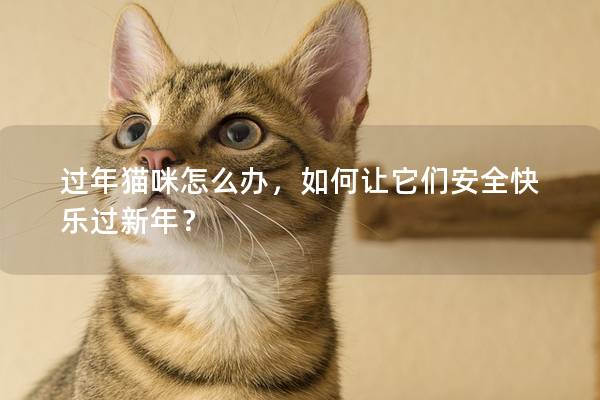 过年猫咪怎么办，如何让它们安全快乐过新年？