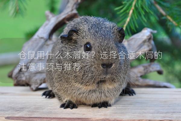 仓鼠用什么木屑好？选择合适木屑的注意事项与推荐