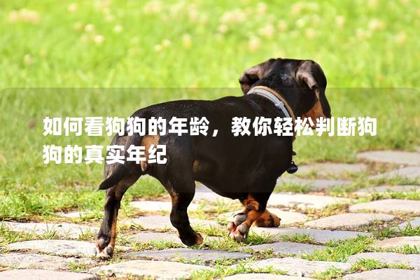 如何看狗狗的年龄，教你轻松判断狗狗的真实年纪