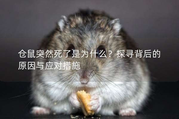 仓鼠突然死了是为什么？探寻背后的原因与应对措施