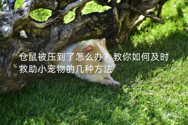 仓鼠被压到了怎么办？教你如何及时救助小宠物的几种方法