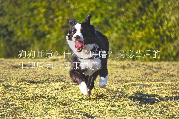狗狗睡觉为什么打呼噜？揭秘背后的生理原因与健康提示