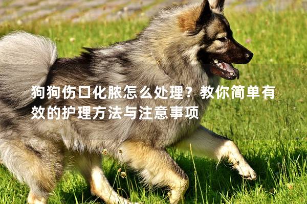 狗狗伤口化脓怎么处理？教你简单有效的护理方法与注意事项