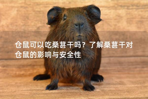 仓鼠可以吃桑葚干吗？了解桑葚干对仓鼠的影响与安全性