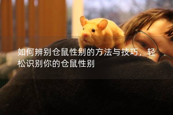 如何辨别仓鼠性别的方法与技巧，轻松识别你的仓鼠性别
