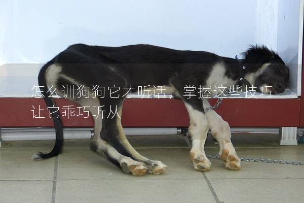 怎么训狗狗它才听话，掌握这些技巧让它乖巧听从