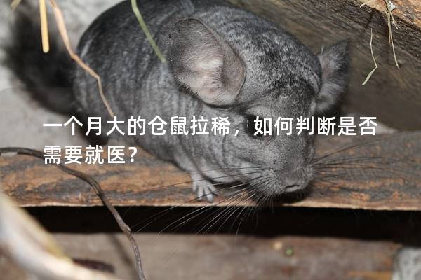 一个月大的仓鼠拉稀，如何判断是否需要就医？