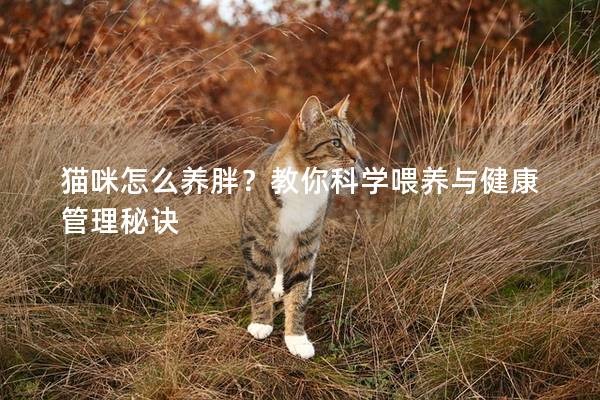 猫咪怎么养胖？教你科学喂养与健康管理秘诀