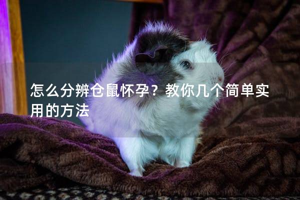 怎么分辨仓鼠怀孕？教你几个简单实用的方法