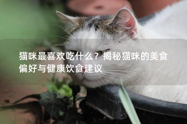猫咪最喜欢吃什么？揭秘猫咪的美食偏好与健康饮食建议