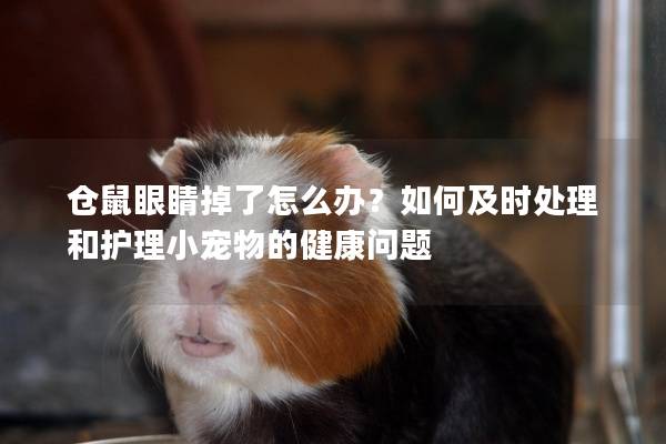 仓鼠眼睛掉了怎么办？如何及时处理和护理小宠物的健康问题