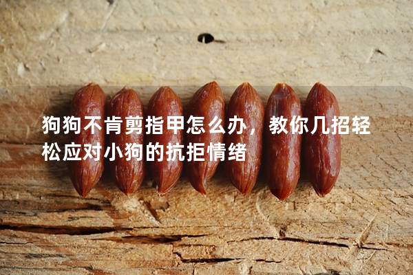 狗狗不肯剪指甲怎么办，教你几招轻松应对小狗的抗拒情绪