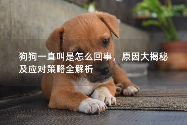 狗狗一直叫是怎么回事，原因大揭秘及应对策略全解析