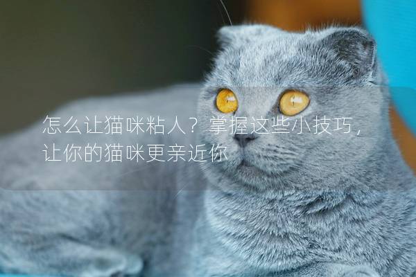怎么让猫咪粘人？掌握这些小技巧，让你的猫咪更亲近你