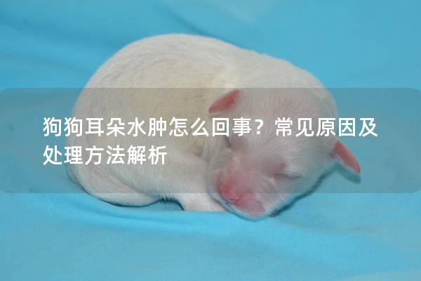 狗狗耳朵水肿怎么回事？常见原因及处理方法解析