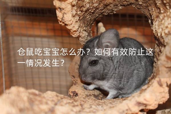 仓鼠吃宝宝怎么办？如何有效防止这一情况发生？
