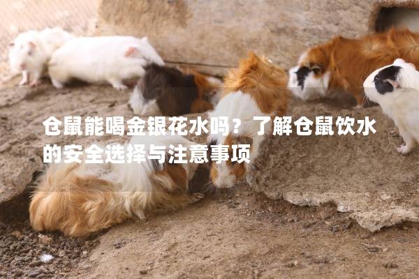 仓鼠能喝金银花水吗？了解仓鼠饮水的安全选择与注意事项