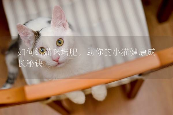 如何给猫咪增肥，助你的小猫健康成长秘诀