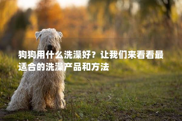 狗狗用什么洗澡好？让我们来看看最适合的洗澡产品和方法
