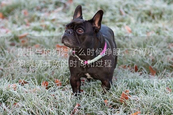 刚出生的狗狗什么时候睁眼，了解小狗眼睛开放的时间和过程