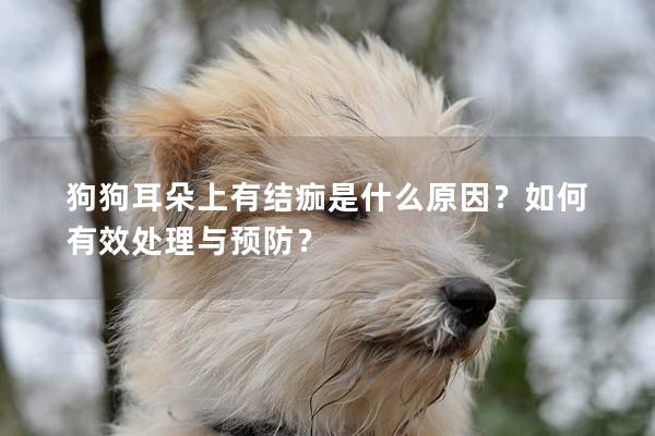 狗狗耳朵上有结痂是什么原因？如何有效处理与预防？