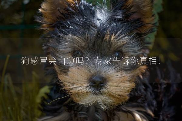 狗感冒会自愈吗?专家告诉你真相! 狗感冒会自愈吗?专家告诉你真相!