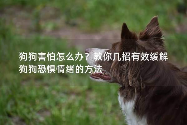 狗狗害怕怎么办？教你几招有效缓解狗狗恐惧情绪的方法