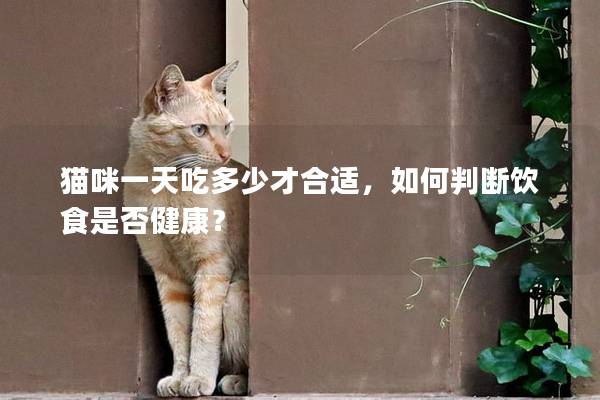 猫咪一天吃多少才合适，如何判断饮食是否健康？