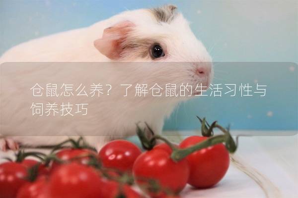仓鼠怎么养？了解仓鼠的生活习性与饲养技巧